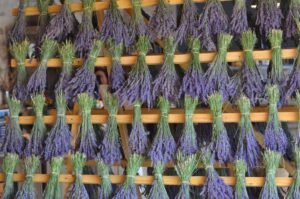 Bouquets de lavande séchée
